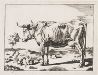 KG 04333
<br/>
Staande koe
<br/>
<em>Bije, Marcus de (1639-ca. 1690)</em>